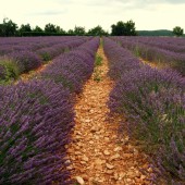 FRANCIA: LA RUTA CÁTARA Y LA PROVENZA